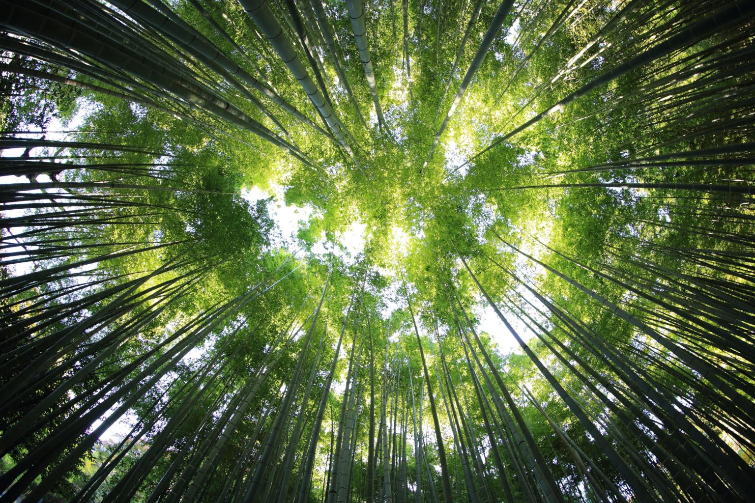Wald (c) Bild von ArtTower auf Pixabay