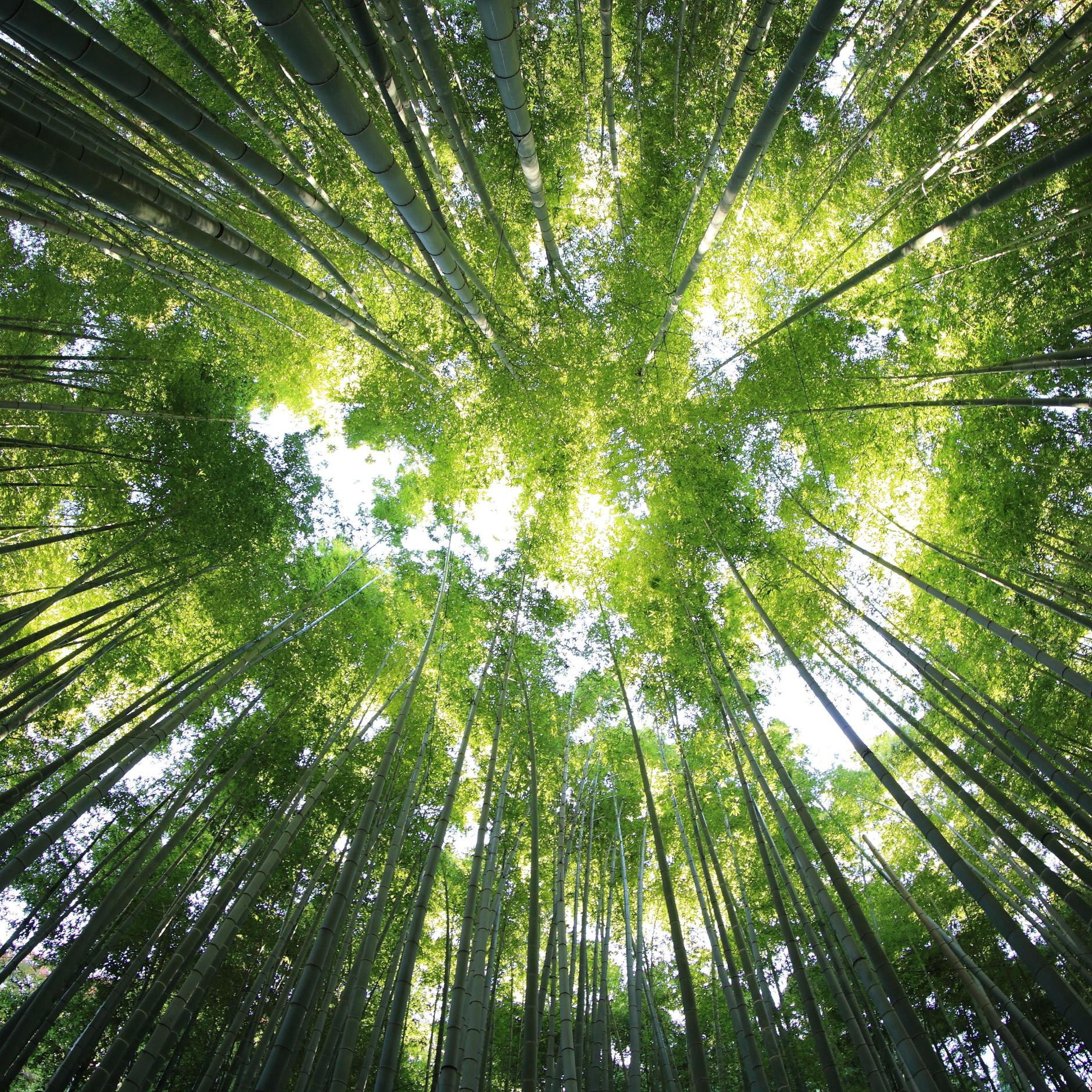 Hildegard von Bingen (c) Foto unsplash