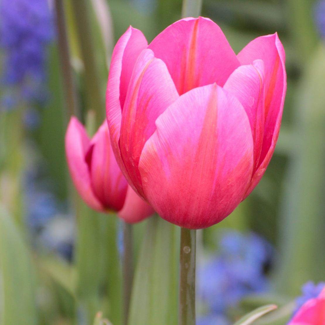 Ein kleiner Frühlingsgruß (c) Monika Herkens