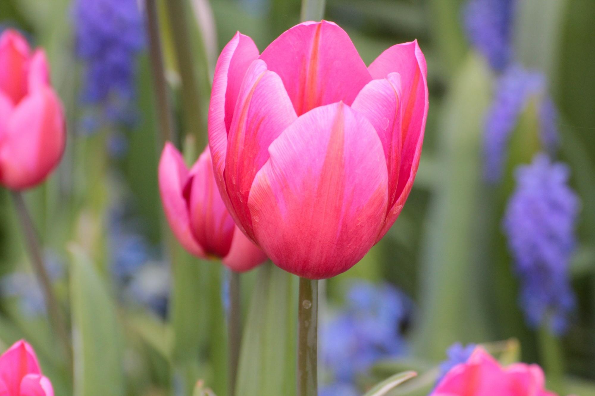 Tulpen (c) Bild von Alex S. auf Pixabay