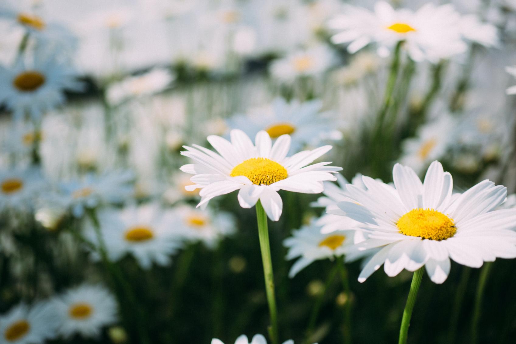 Gänseblümchen (c) Foto von <a href=https://unsplash.com/@natureuninterrupted1?utm_source=unsplash&utm_medium=referral&utm_content=creditCopyText>Nature Uninterrupted Photography</a> auf <a href=https://unsplash.com/de/fotos/ow87HfF-uG8?utm_source=unsplash&utm_medium=referral&utm_content=creditCopyText>Unsplash</a>
