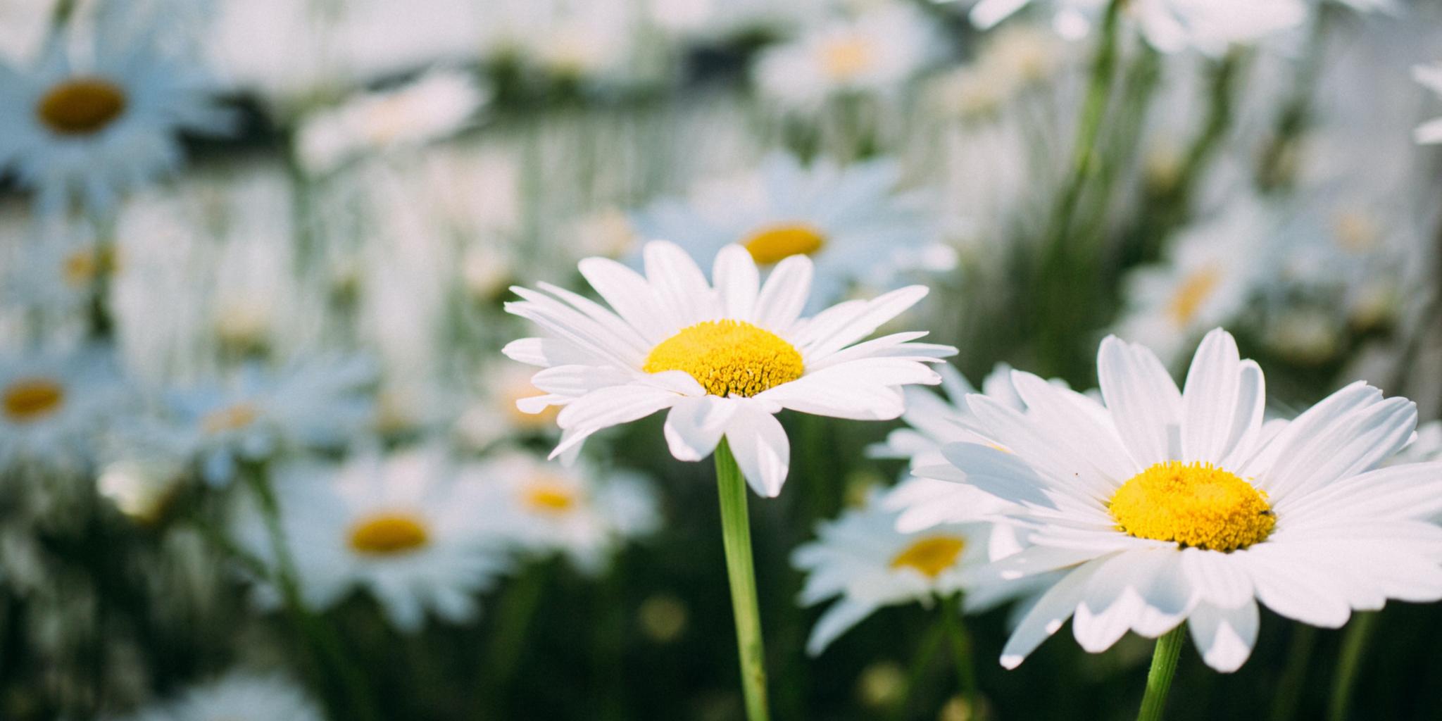 Gänseblümchen