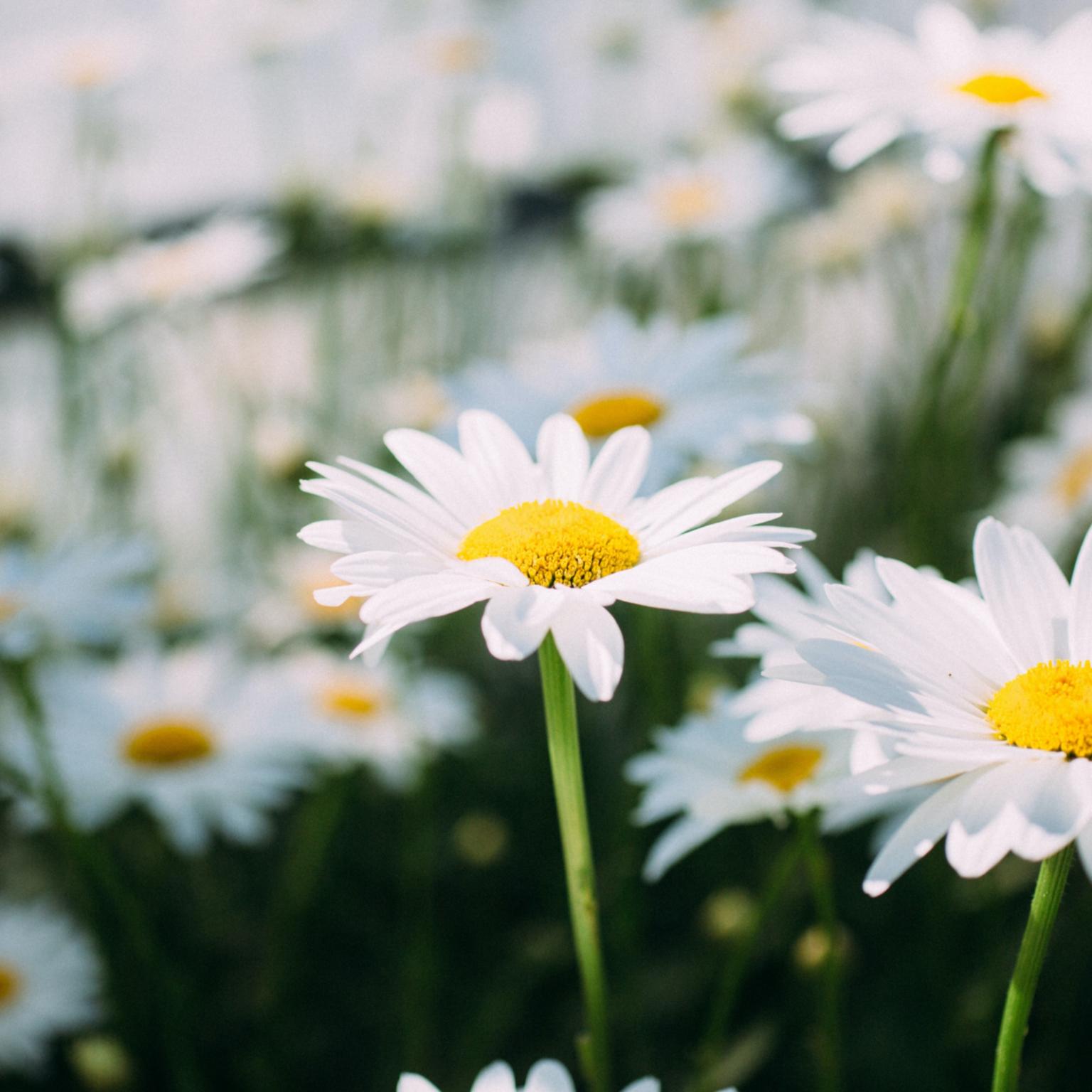 Gänseblümchen