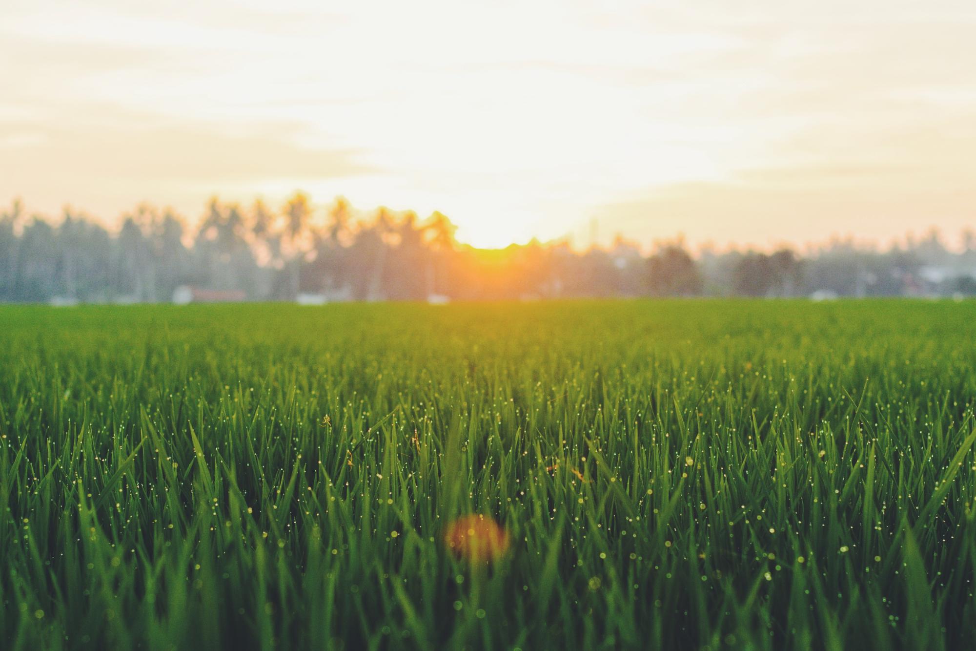 Gras mit Holzhaus
