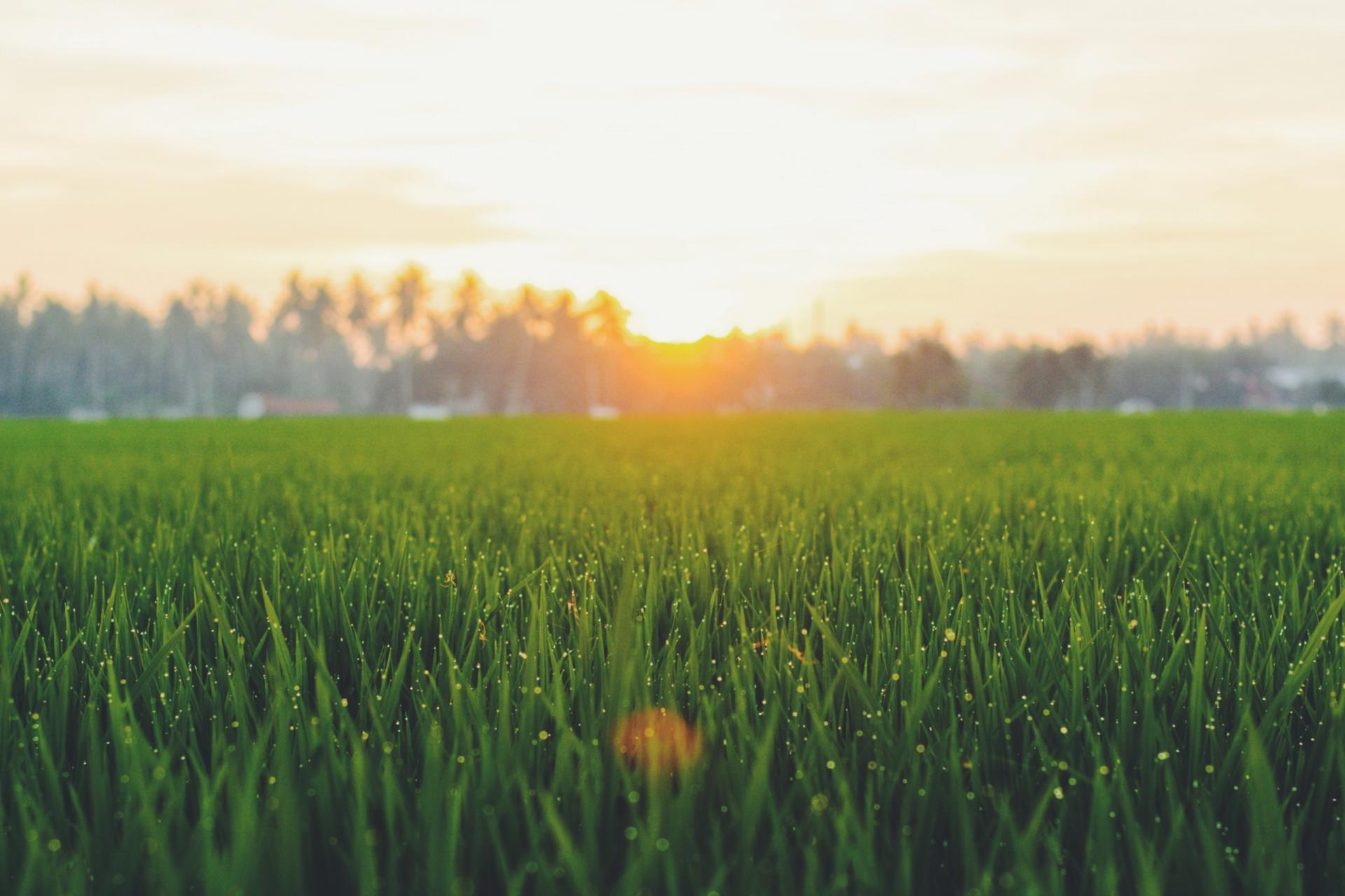 Gras mit Holzhaus (c) Bild von Harry Strauss auf Pixabay