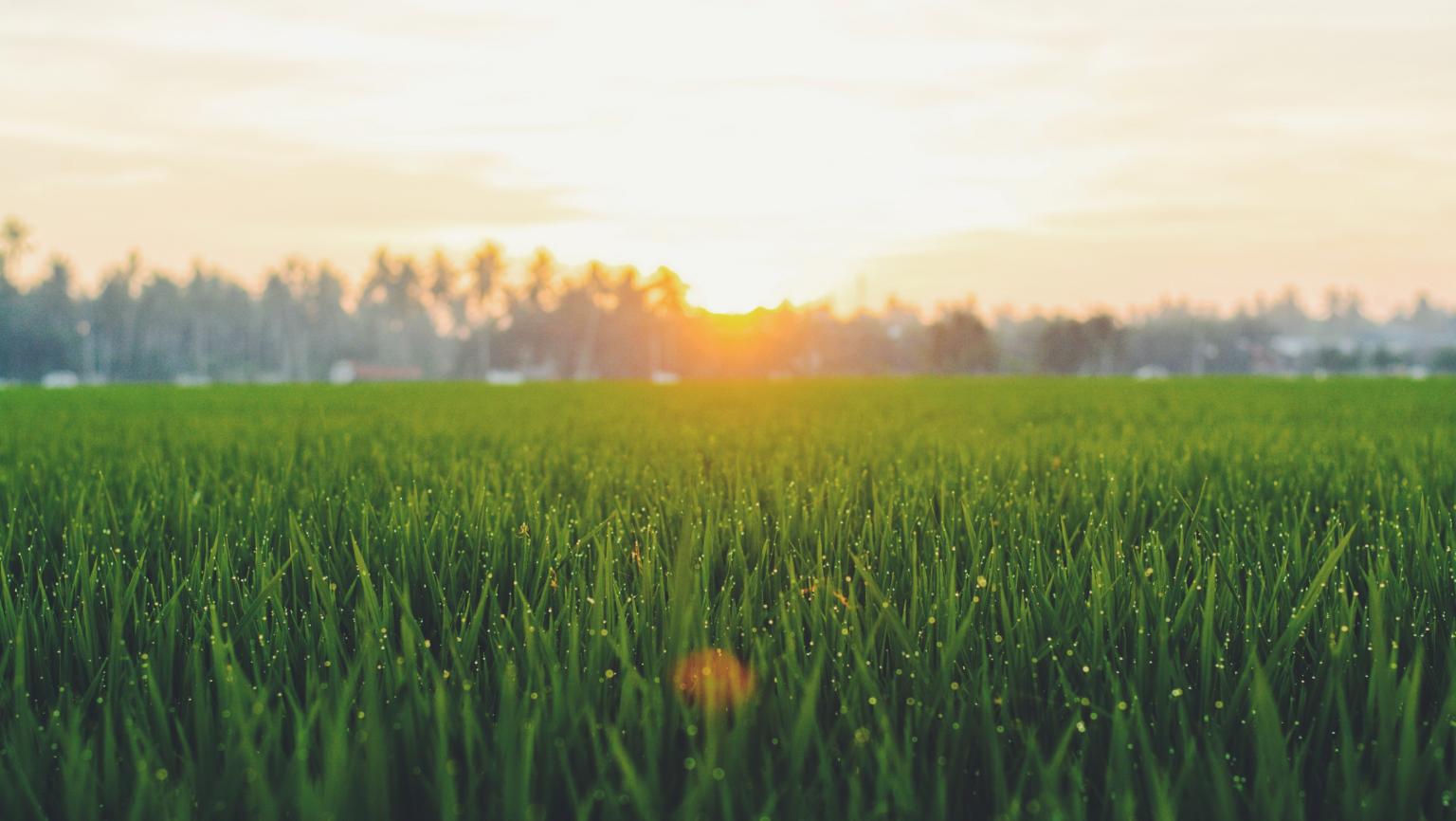 Gras mit Holzhaus (c) Bild von Harry Strauss auf Pixabay