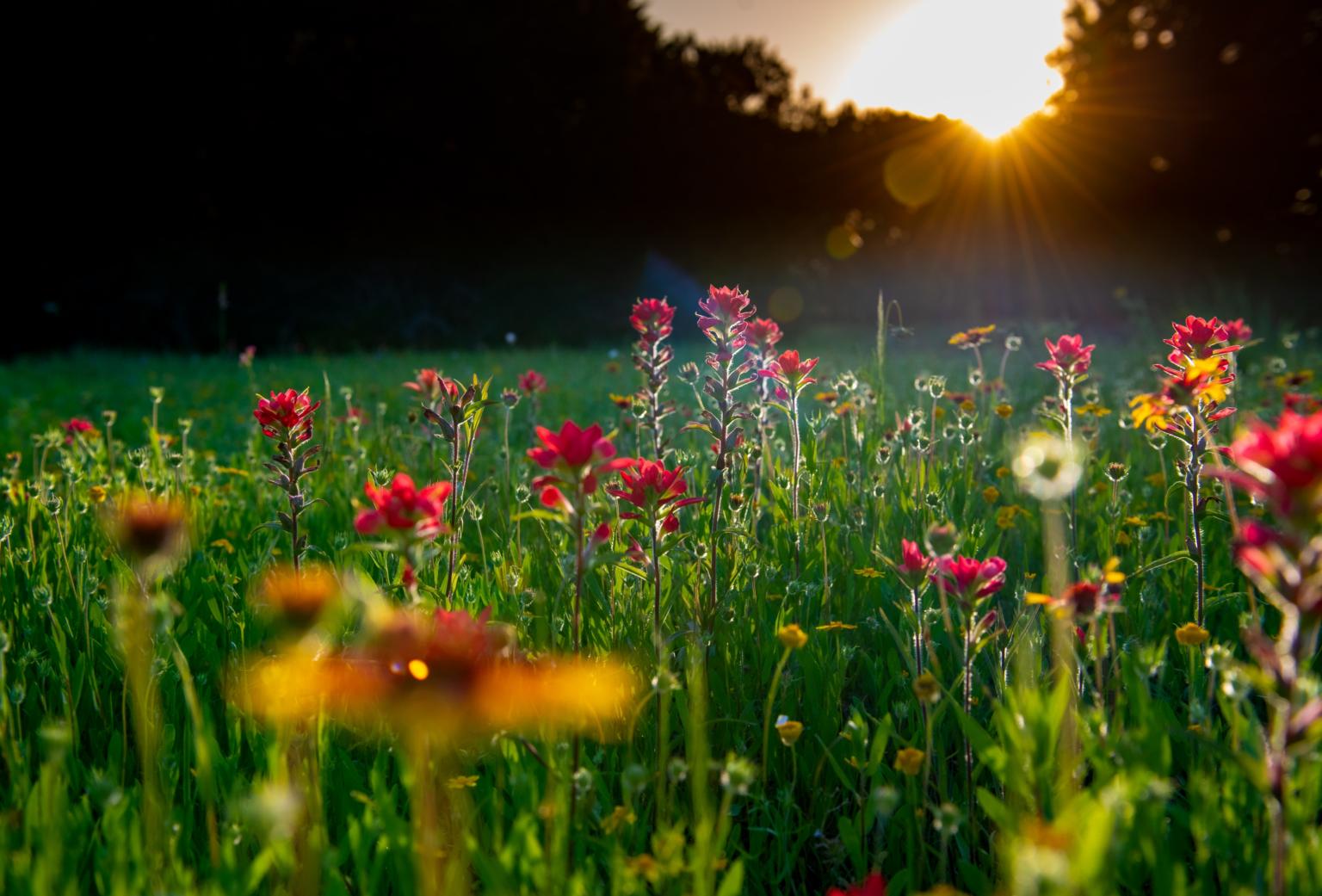 Wildblumenwiese (c) Bild von S. Hermann & F. Richter auf Pixabay